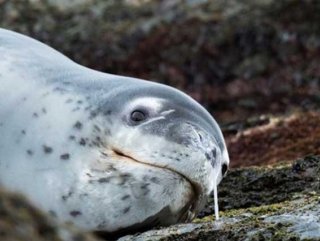 Çin’de 100 fok yavrusu çalındı