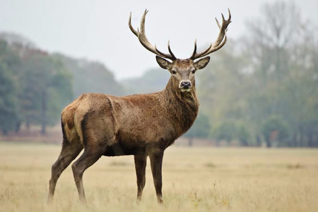 Geyikler zombileşti dehşet veren açıklama