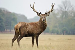 Geyikler zombileşti dehşet veren açıklama