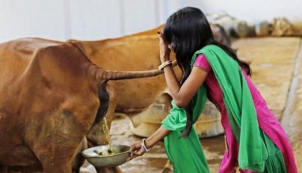Hindistan’da inek idrarı, sütünden daha pahalı