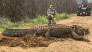 Sulama kanalından kurtarılan timsah uyutuldu