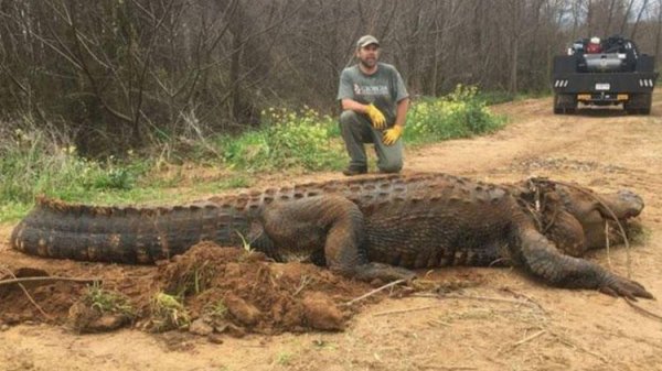 Sulama kanalından kurtarılan timsah uyutuldu