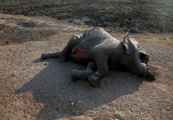Zimbabve’de 200 fil, kuraklık yüzünden öldü