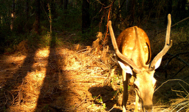 Fransız belediye Başkanı’ndan uyarı! Lütfen parktaki obur alageyikleri beslemeyin
