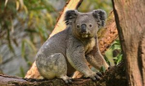 Koalalar nesli tükenme tehlikesindeki tür listesine alındı