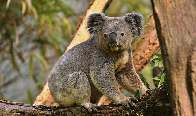 Koalalar nesli tükenme tehlikesindeki tür listesine alındı