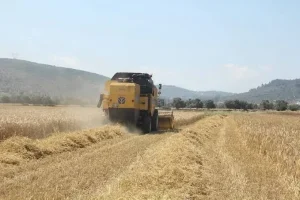 Pancar üreticilerine 952 milyon liralık avans ödemesi